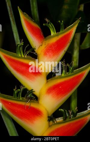 Colorful heliconia flower in the lush rainforest of Cerro Hoya national park, Veraguas province, Republic of Panama. Stock Photo