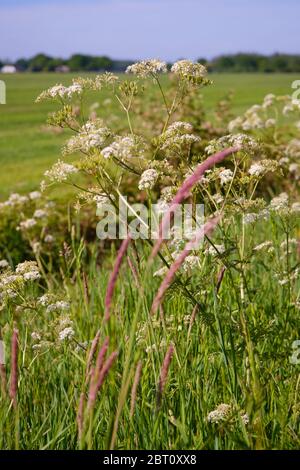 White cow parsley flowers in front of dutch grass landscape with meadows, shot with selective focus. Hay fever season Stock Photo