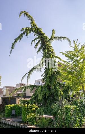 Tall, strongly curved cedar of lebanon (cedrus libani) in a backyard Stock Photo