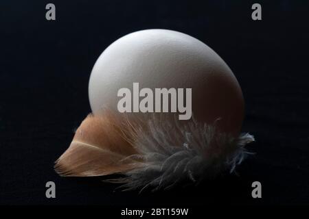 An egg and feather on a wooden tabletop Stock Photo