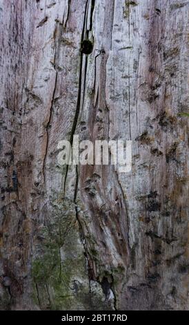 old wood texture with moss Stock Photo