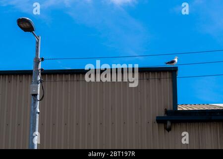 A seagull perches in the corner of the roof of an industrial building, captured between power lines with a vivid blue sky background Stock Photo