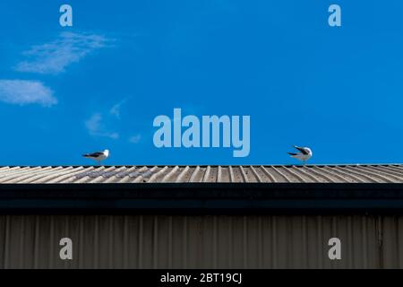 Two seagulls on a corrugated metal roof with a blue sky background on a sunny day Stock Photo