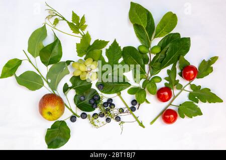 Flat lay with different kinds of fresh local fruits like tomato, apple, grapes, blue berries and plums Stock Photo
