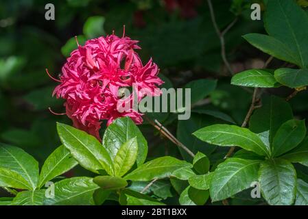 Azalea Knaphill Homebush / Knap Hill and Exbury Azalea / Homebush Rhododendron, close up showing red flowers in spring Stock Photo