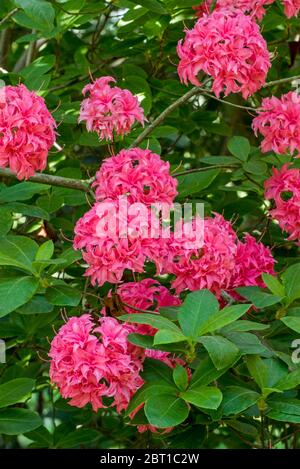Azalea Knaphill Homebush / Knap Hill and Exbury Azalea / Homebush Rhododendron, close up showing red flowers in spring Stock Photo
