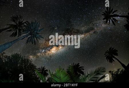 Looking up at the Milky Way galaxy through a group of Chilean palm trees in central Chile. Stock Photo