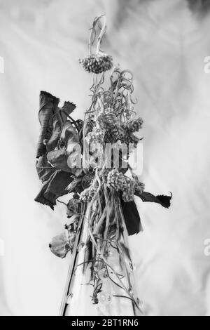 Drying Rose and Sage in a glass vase  in front of a white background Stock Photo