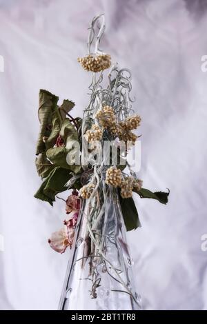 Still life of a dried out rose and drooping sage flower Stock Photo