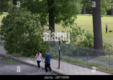 After a period of warm spring weather, and during the UK's government's Coronavirus continuing lockdown restrictions, when a total of 36,393 UK citizens are now reported to have lost their lives, strong gusts of wind brought down a large branch from a 100 year-old ash tree that fell across a well-used path during the lockdown in Ruskin Park, a public green space in the south London borough of Lambeth, on 22 May 2020, in London, England. No-one has been reported as hurt in the incident. Stock Photo