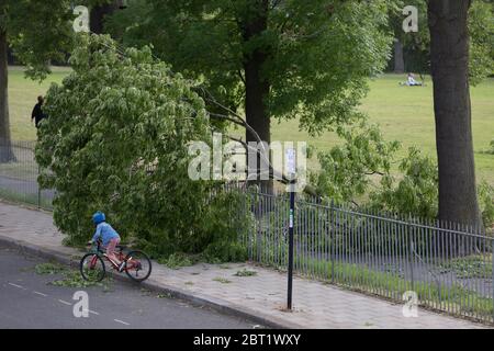 After a period of warm spring weather, and during the UK's government's Coronavirus continuing lockdown restrictions, when a total of 36,393 UK citizens are now reported to have lost their lives, strong gusts of wind brought down a large branch from a 100 year-old ash tree that fell across a well-used path during the lockdown in Ruskin Park, a public green space in the south London borough of Lambeth, on 22 May 2020, in London, England. No-one has been reported as hurt in the incident. Stock Photo