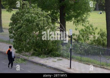 After a period of warm spring weather, and during the UK's government's Coronavirus continuing lockdown restrictions, when a total of 36,393 UK citizens are now reported to have lost their lives, strong gusts of wind brought down a large branch from a 100 year-old ash tree that fell across a well-used path during the lockdown in Ruskin Park, a public green space in the south London borough of Lambeth, on 22 May 2020, in London, England. No-one has been reported as hurt in the incident. Stock Photo