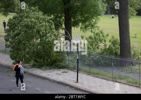 After a period of warm spring weather, and during the UK's government's Coronavirus continuing lockdown restrictions, when a total of 36,393 UK citizens are now reported to have lost their lives, strong gusts of wind brought down a large branch from a 100 year-old ash tree that fell across a well-used path during the lockdown in Ruskin Park, a public green space in the south London borough of Lambeth, on 22 May 2020, in London, England. No-one has been reported as hurt in the incident. Stock Photo