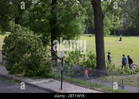 After a period of warm spring weather, and during the UK's government's Coronavirus continuing lockdown restrictions, when a total of 36,393 UK citizens are now reported to have lost their lives, strong gusts of wind brought down a large branch from a 100 year-old ash tree that fell across a well-used path during the lockdown in Ruskin Park, a public green space in the south London borough of Lambeth, on 22 May 2020, in London, England. No-one has been reported as hurt in the incident. Stock Photo