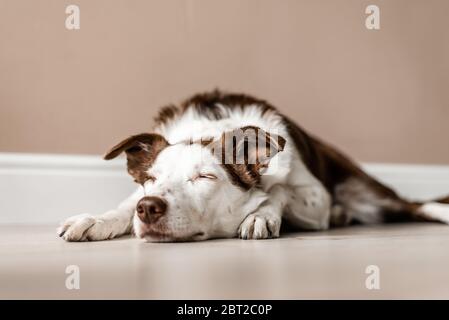 Cute brown and white Border Collie lays on the floor inside a house with her eyes closed. Lazy day, calm, sleeping dog Stock Photo