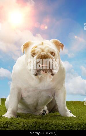 Grumpy Bulldog sitting on grass Stock Photo