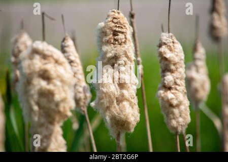 seed of common bulrush at Groene Hart, Holland Stock Photo