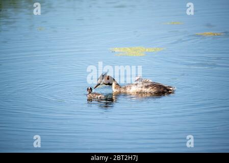 grebe with newly born chicken in Groene Hart, Holland Stock Photo