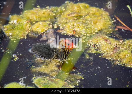 coot chicken in Grone Hart, Holland Stock Photo
