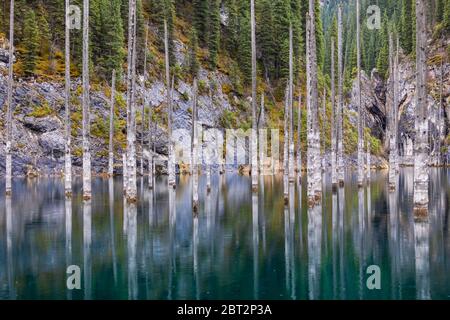 Kaindy lake flooded pine forest Stock Photo