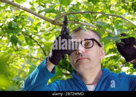 A gardener cut branches in an orchard. The man cares for plants in the garden. Spring work with pruning shears. Stock Photo
