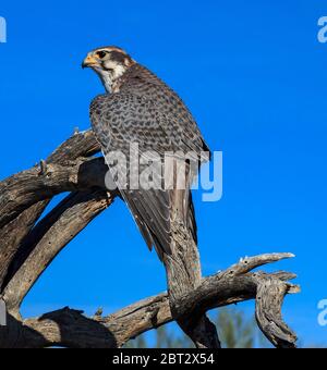 The prairie falcon (Falco mexicanus) is a medium sized bird Stock Photo