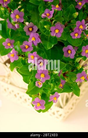 Exacum affine, German Violet Stock Photo