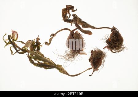 Dried tulip bulbs lay on a light table. Stock Photo