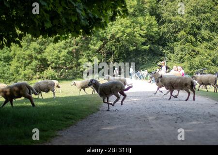 Cologne, NRW, Germany, 21 05 2020, sheeps runnung between pedastrians on a walkway in a park, sunny day Stock Photo