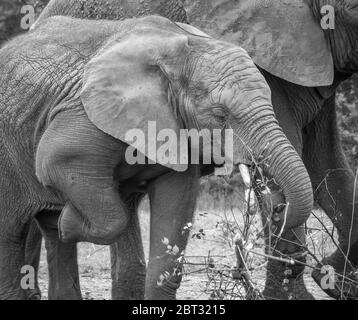 Monochrome close up of African elephants (Loxodonta africana) close together in captivity, West Midland Safari Park, UK. Elephant calf lifting leg! Stock Photo