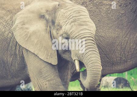 Close up of African elephant calf with mother elephant close behind (Loxodonta africana) in captivity, West Midland Safari Park, UK. Stock Photo