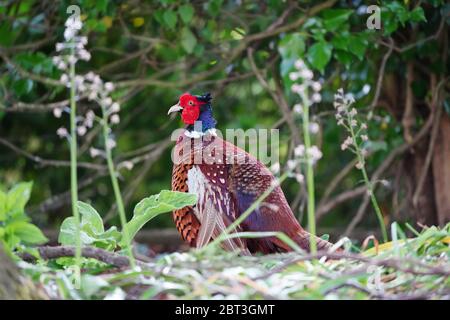 Beautiful Pheasant in woodland Stock Photo