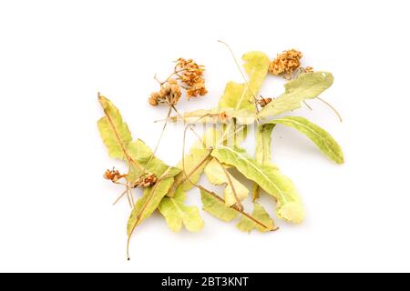 Organic Dry linden blossom on a white background Stock Photo