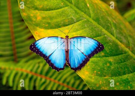 A Blue Morpho (Morpho menelaus) butterfly on a tropical leaf in Mindo, Ecuador. Stock Photo