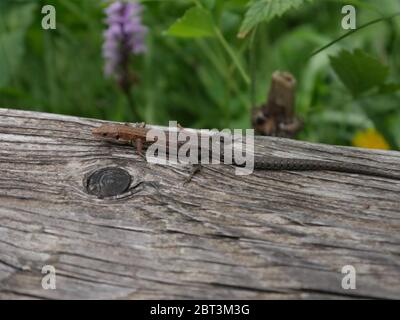 A salamander sitting on wood in the nature Stock Photo