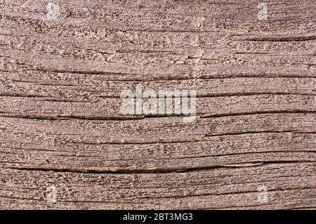 Closeup of a wood, with cracks and ajada that can serve as a background for natural designs Stock Photo