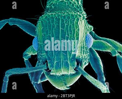 Ant head. Coloured scanning electron micrograph (SEM) of the head of an ant (family Formicidae). showing its large compound eyes (blue) and jaws. Magnification: x50 when printed 10 centimetres wide. Stock Photo