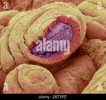 Intestinal lining. Coloured scanning electron micrograph (SEM) of a freeze-fractured of the small intestine. The surface consists of deep folds, calle Stock Photo