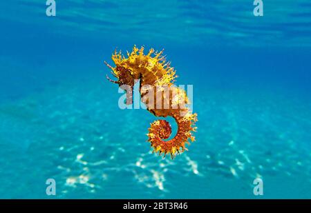 Red long-snouted seahorse - Hippocampus guttulatus Stock Photo