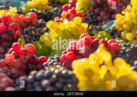 Fresh delicious grapes glows in the sun Stock Photo