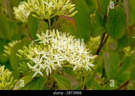 Beautiful white blood-twig cornel or common dogwood flower screens , selective focus with blurry green leafs in the background - Cornus sanguinea Stock Photo