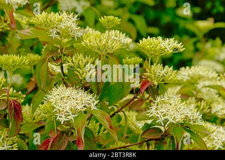 Beautiful white blood-twig cornel or common dogwood flower screens , selective focus with blurry green leafs in the background - Cornus sanguinea Stock Photo