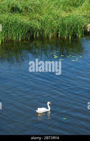 Beautiful wild white swan on the river Stock Photo