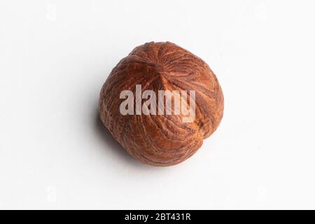 One big fresh and tasty Hazelnut isolated on a white background Stock Photo