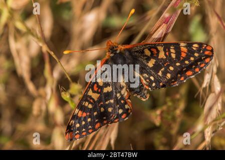 Variable checkerspot (Euphydryas chalcedona) from the east bay regional park, Las Trampas. Stock Photo