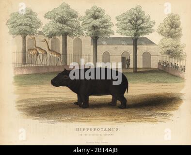 Hippo or hippopotamus, Hippopotamus amphibius. Hippopotamus in the Zoological Gardens. In enclosure in a zoo with spectators and a zookeeper. Handcoloured copperplate engraving from William Smellies translation of Count Georges Buffons History of the Earth and Animated Nature, Thomas Kelly, London, 1829. Stock Photo