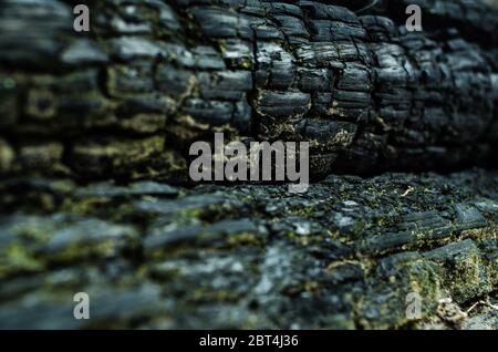 Grunge. Burned wood texture. Black background Stock Photo