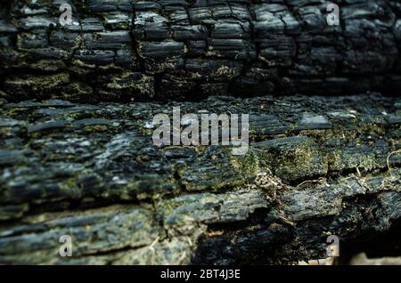 Grunge. Burned wood texture. Black background Stock Photo