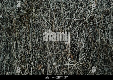 Dry branches grapevine, on the texture, background Stock Photo