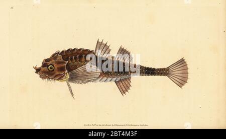 Agonus cataphractus, hooknose, pogge, armed bullhead, illustration from ...